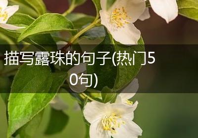 描写露珠的句子(热门50句)