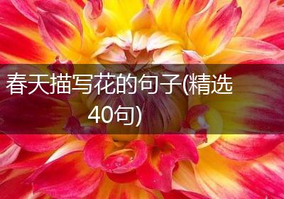 春天描写花的句子(精选40句)