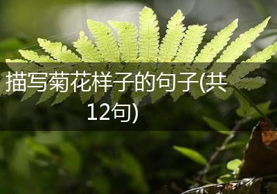 描写菊花样子的句子(共12句)