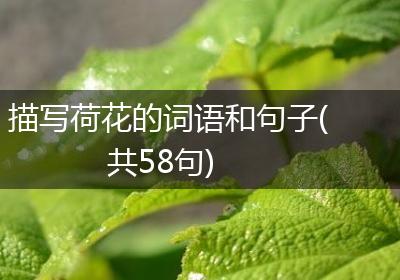 描写荷花的词语和句子(共58句)