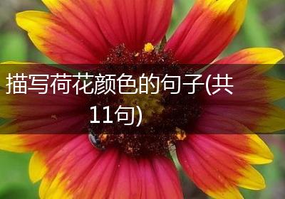 描写荷花颜色的句子(共11句)