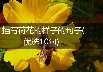 描写荷花的样子的句子(优选10句)