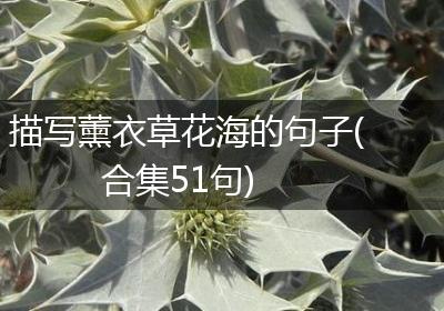 描写薰衣草花海的句子(合集51句)