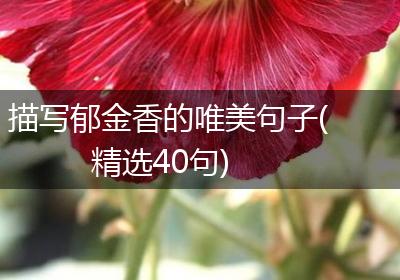 描写郁金香的唯美句子(精选40句)