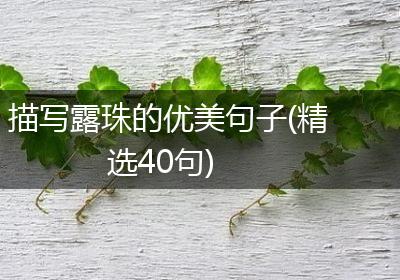 描写露珠的优美句子(精选40句)