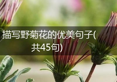 描写野菊花的优美句子(共45句)