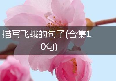 描写飞蛾的句子(合集10句)