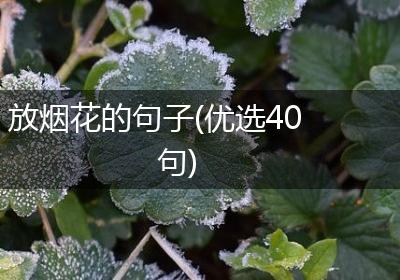 放烟花的句子(优选40句)