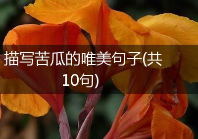 描写苦瓜的唯美句子(共10句)
