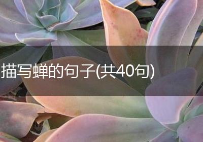 描写蝉的句子(共40句)
