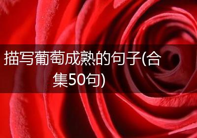描写葡萄成熟的句子(合集50句)