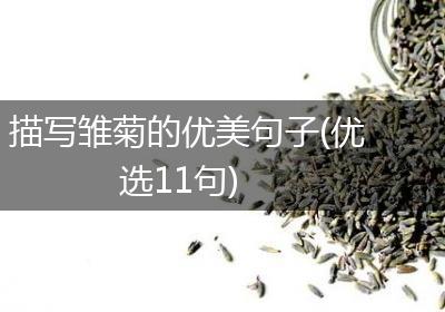 描写雏菊的优美句子(优选11句)