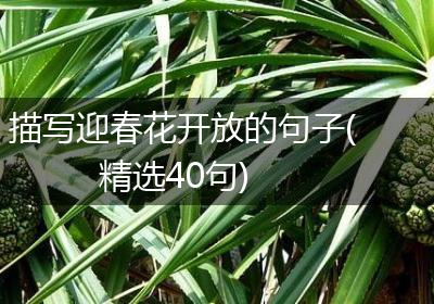 描写迎春花开放的句子(精选40句)