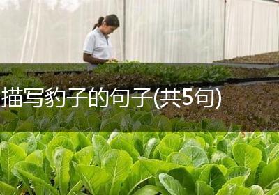 描写豹子的句子(共5句)