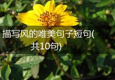 描写风的唯美句子短句(共10句)