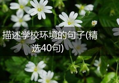 描述学校环境的句子(精选40句)