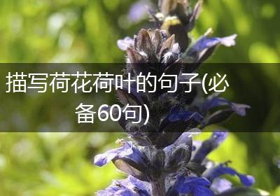 描写荷花荷叶的句子(必备60句)