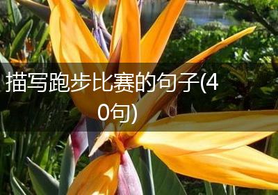 描写跑步比赛的句子(40句)