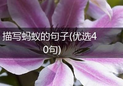 描写蚂蚁的句子(优选40句)