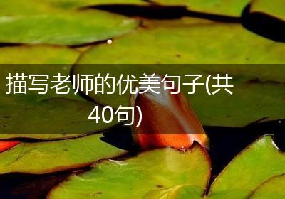 描写老师的优美句子(共40句)