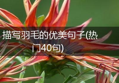 描写羽毛的优美句子(热门40句)