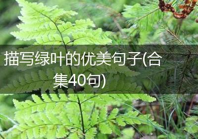 描写绿叶的优美句子(合集40句)