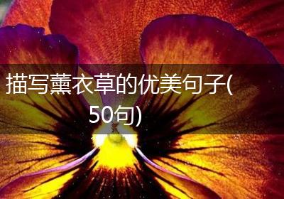 描写薰衣草的优美句子(50句)