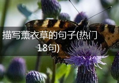 描写薰衣草的句子(热门18句)