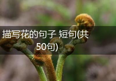描写花的句子 短句(共50句)