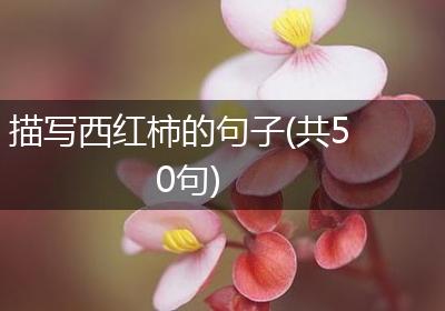 描写西红柿的句子(共50句)