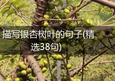 描写银杏树叶的句子(精选38句)