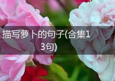 描写萝卜的句子(合集13句)