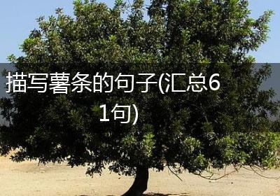描写薯条的句子(汇总61句)