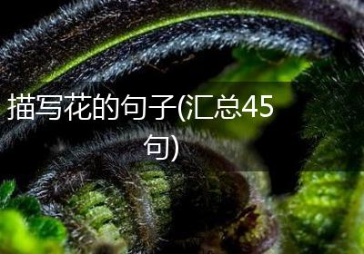 描写花的句子(汇总45句)