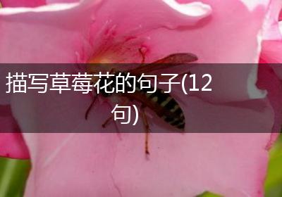 描写草莓花的句子(12句)