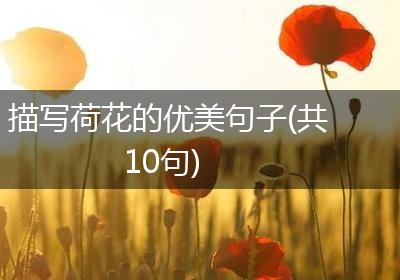 描写荷花的优美句子(共10句)
