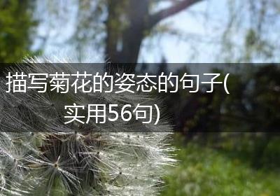 描写菊花的姿态的句子(实用56句)