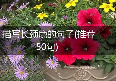 描写长颈鹿的句子(推荐50句)