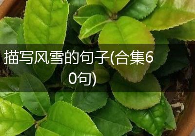 描写风雪的句子(合集60句)