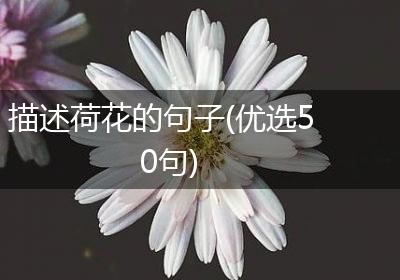 描述荷花的句子(优选50句)