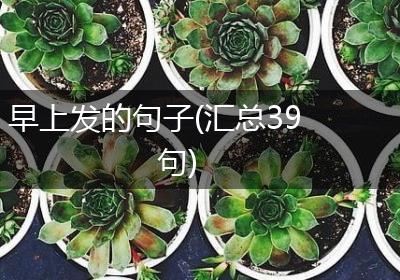 早上发的句子(汇总39句)
