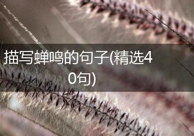 描写蝉鸣的句子(精选40句)