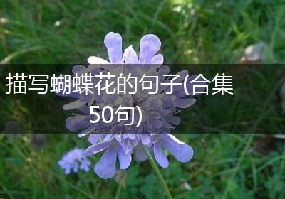 描写蝴蝶花的句子(合集50句)