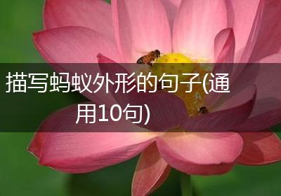 描写蚂蚁外形的句子(通用10句)