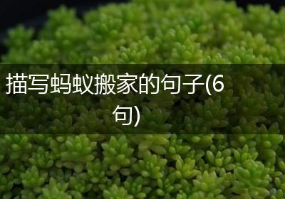 描写蚂蚁搬家的句子(6句)