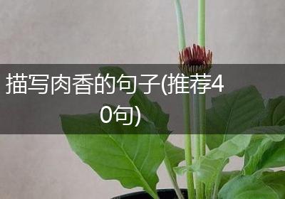 描写肉香的句子(推荐40句)