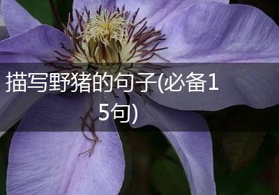 描写野猪的句子(必备15句)
