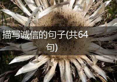 描写诚信的句子(共64句)
