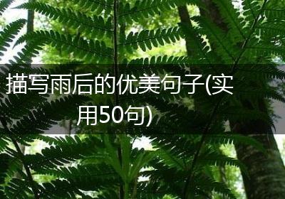 描写雨后的优美句子(实用50句)