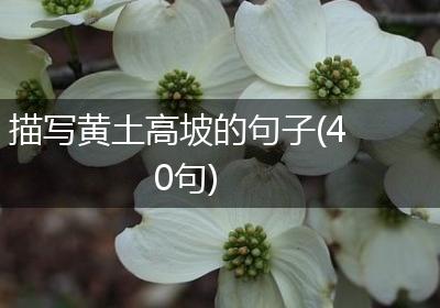 描写黄土高坡的句子(40句)